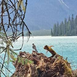 Epischer Vogel vor epischem See.