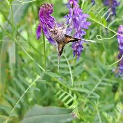 Dicke Motte! (Mit leichtem SloMo gefilmt.)