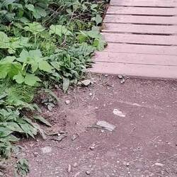 Versuch den Marder zu Filmen.. Fail 😅