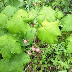 Diese (hier unreifen) himbeerartigen Beeren schmecken in reifer Form himbeerig.