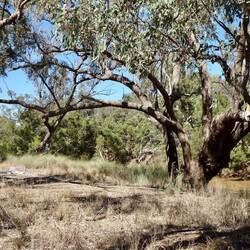 Warrego River, Gowrie, Qld