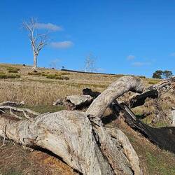 Macquarie Plains photo captured by Phil