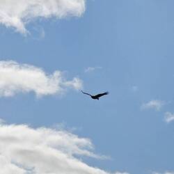 Wedge tail eagle capture by Phil
