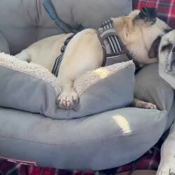 It was a bit of a rough ride but the dogs are always so chill about travelling