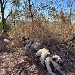 The dogs didn't quite appreciate the wonder of it all