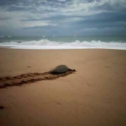 Riesen Grüne Schildkröte (1m groß)