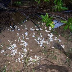 Schildkröten Eier🐢