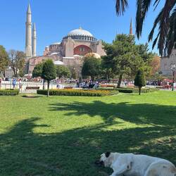 Cute chubby dog sleepinb in fring of Hagya Sofia mosque