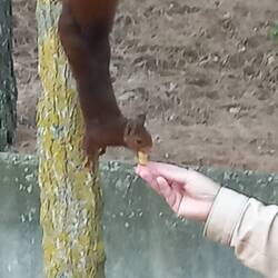 A squirrel.