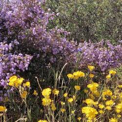 Flowers at Wilroy
