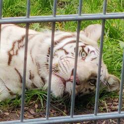 Schau mir in die Augen Kleines