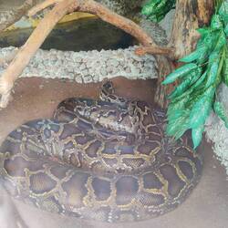 Diese Python muss vorher gefressen haben, so dick wie sie war