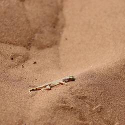 Namib Wüstengecko