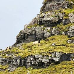 These sheep go to great lengths to get the best views