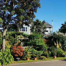 As you can see..... my neighbor really love plants!