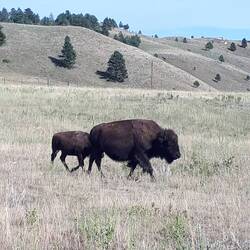 Buffel of bizon