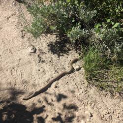 Almost stepped on this guy. He's slow because of how cold it is!