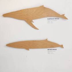 These are common whales to the area, especially the southern right whale