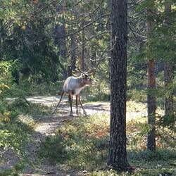 Auch ein Rentier muss mal pipi🙊🙈