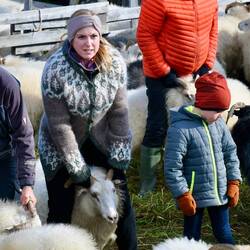 Ein "gefundenes" Schaf wird ins Gehege gebracht