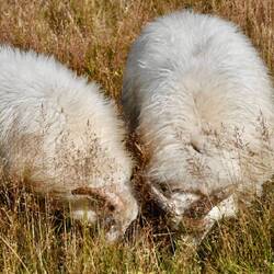 Im Gehege angekommen, wird erst mal gefressen