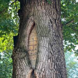 Bricked in tree (to preserve it)