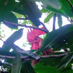 Oben auf'm Baaaum... 😅🎶