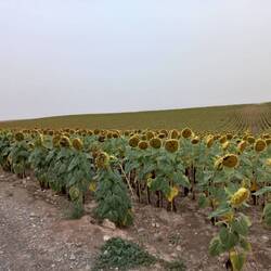 More Sunflowers