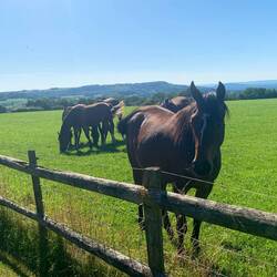 Friends along the way