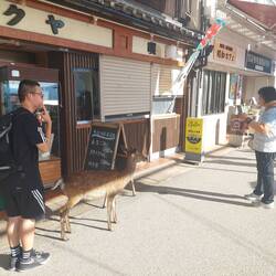 Tame deer on Miyajima Island - even in front of the shops 😅
