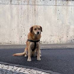 A dog looking at two strange Asians sitting by the restaurant patio