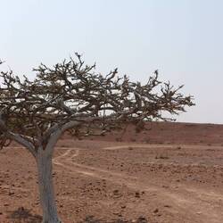 Shepherds tree (Hirtenbaum)