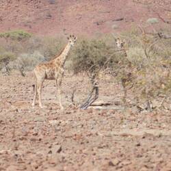 Das sind Baby Langhälse.
