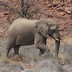 Er zeigt der Herde, dass er weiter will.