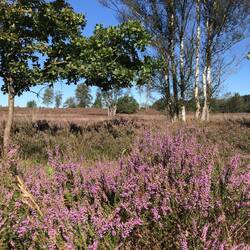 Lots of wild heather fields in one of the nature parks on our bike route.