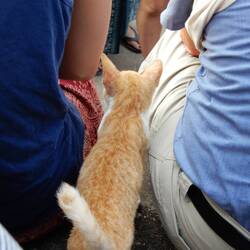 Friendly kitty hanging out with the tourists.