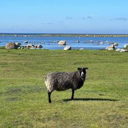Schafe in der kargen Landschaft