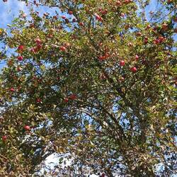 Apple season, apples everywhere, but still small and tart
