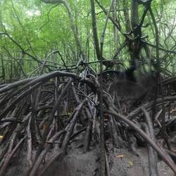 Kilim Karst Geoforest Park (snake on the branch)