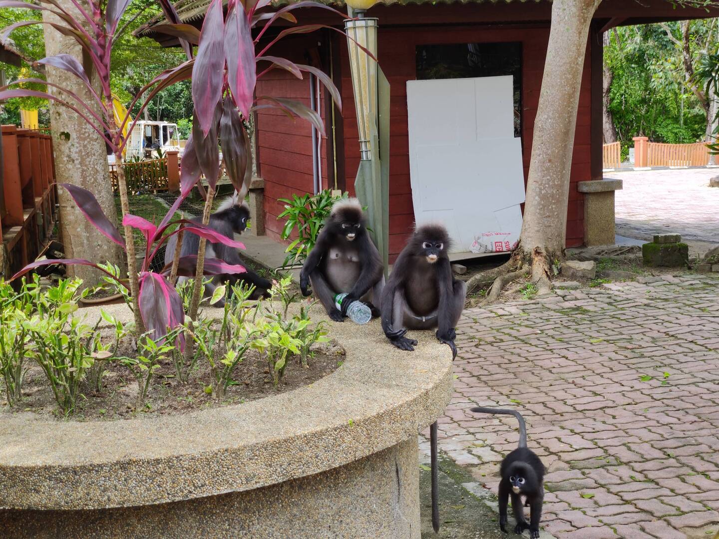 A monkey looking at other monkeys