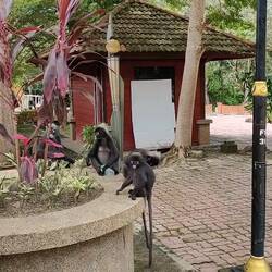 A monkey looking at other monkeys