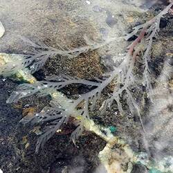 Kelp roots in a sea puddle