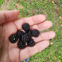Snacking on wild blackberries.
