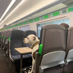 Our travelling companion