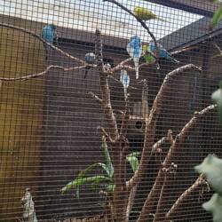 Wellensittiche im Bad / WC