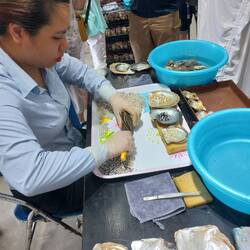 Nach ein paar Jahren werden die edlen Perlen wieder entnommen. Unterschiedliche Sorten und Größen