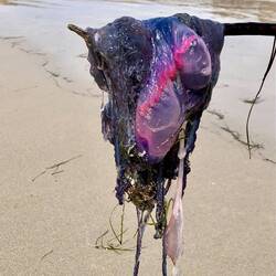 A Portuguese man o' war found on the beach.