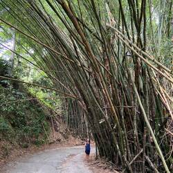 Wie meh gseht isch z Bambus riise gross🎋