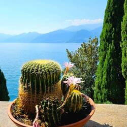 Window sill cactus at Villa Monastero