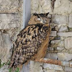 Sleeping eurasian eagle-owl